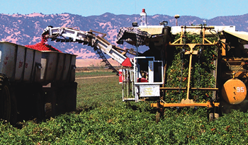 UC-Blackwelder Tomato Harvester