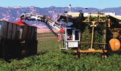 UC-Blackwelder Tomato Harvester