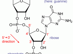 Deciphering the Genetic Code